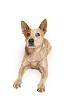 lying Australian Stumpy Tail Cattle Dog
