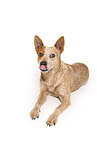 lying Australian Stumpy Tail Cattle Dog