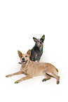 lying Australian Stumpy Tail Cattle Dog