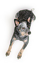 lying Australian Stumpy Tail Cattle Dog