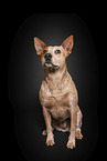 sitting Australian Stumpy Tail Cattle Dog