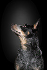 Australian Stumpy Tail Cattle Dog Portrait