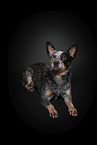 lying Australian Stumpy Tail Cattle Dog