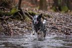 running Australian Stumpy Tail Cattle Dog