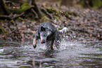 running Australian Stumpy Tail Cattle Dog