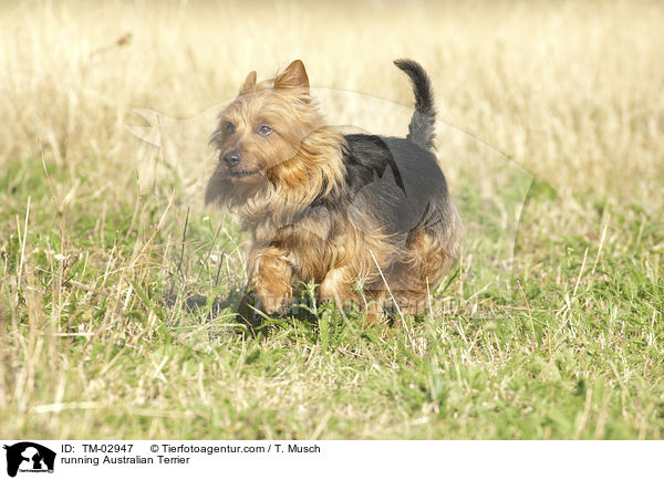 rennender Australian Terrier / running Australian Terrier / TM-02947