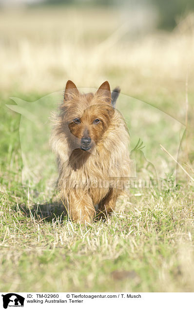 walking Australian Terrier / TM-02960
