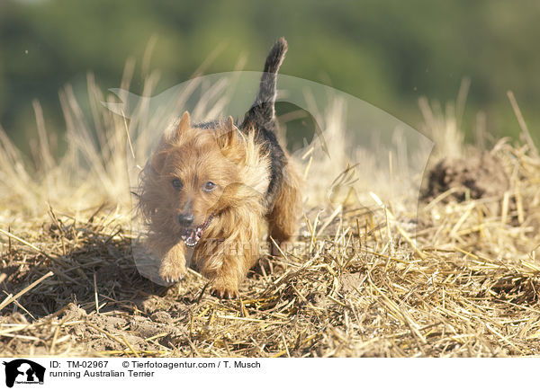running Australian Terrier / TM-02967