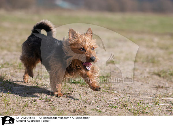 running Australian Terrier / AM-04548