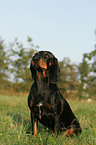 Austrian black and tan dog
