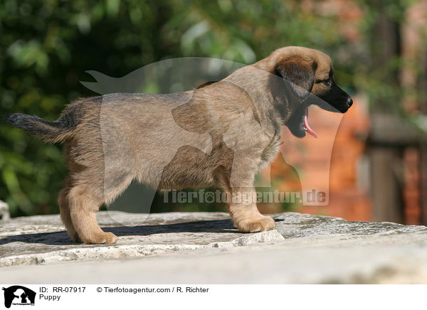 sterreichischer Pinscher Welpe / Puppy / RR-07917