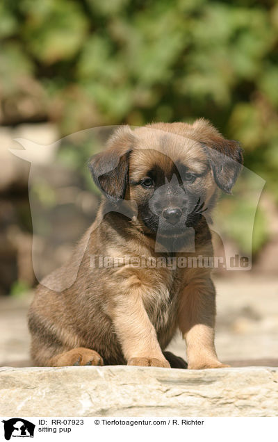 sitzender sterreichischer Pinscher Welpe / sitting pup / RR-07923