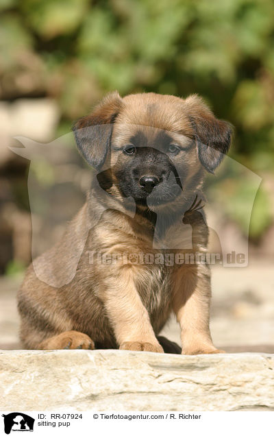 sitzender sterreichischer Pinscher Welpe / sitting pup / RR-07924