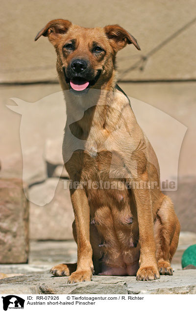 sterreichischer Pinscher / Austrian short-haired Pinscher / RR-07926