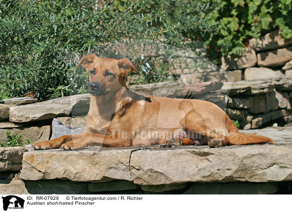 sterreichischer Pinscher / Austrian short-haired Pinscher / RR-07929