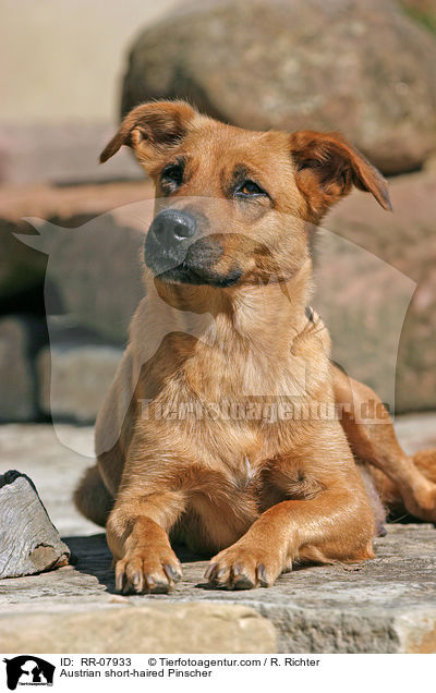sterreichischer Pinscher / Austrian short-haired Pinscher / RR-07933