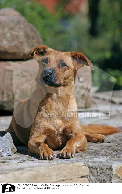 sterreichischer Pinscher / Austrian short-haired Pinscher / RR-07934