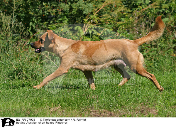 trabender sterreichischer Pinscher / trotting Austrian short-haired Pinscher / RR-07938