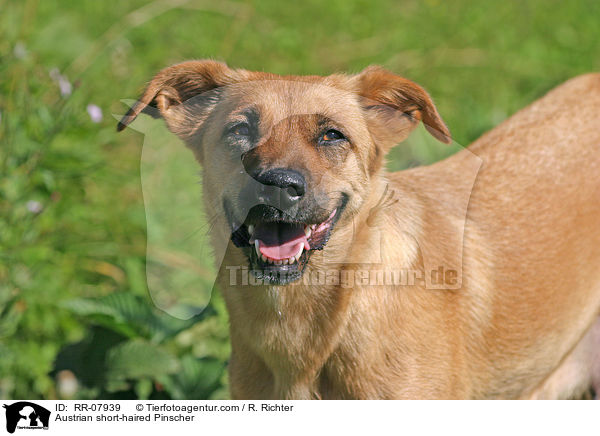 sterreichischer Pinscher Portrait / Austrian short-haired Pinscher / RR-07939
