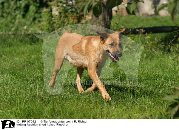 trabender sterreichischer Pinscher / trotting Austrian short-haired Pinscher / RR-07942