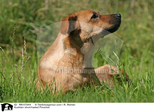 sterreichischer Pinscher / Austrian short-haired Pinscher / RR-07944