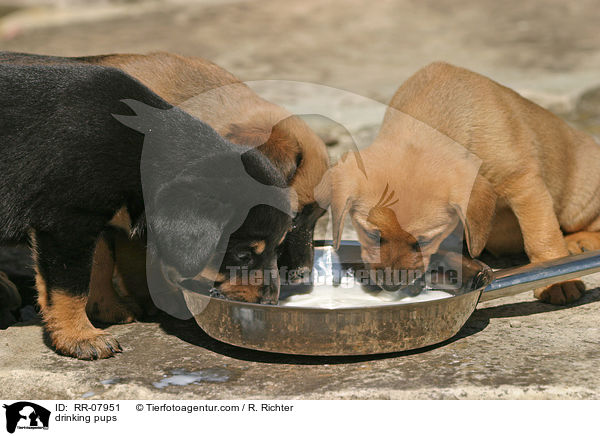 Welpen an Milchschssel / drinking pups / RR-07951