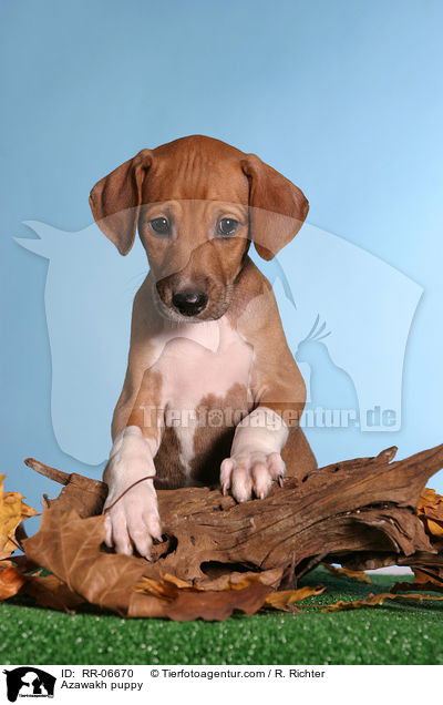 Azawakh Welpe / Azawakh puppy / RR-06670
