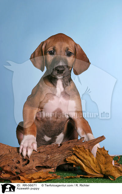 Azawakh Welpe / Azawakh puppy / RR-06671