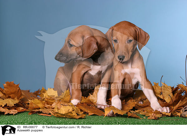 Azawakh Welpen / Azawakh puppies / RR-06677