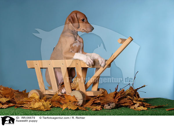 Azawakh Welpe / Azawakh puppy / RR-06679