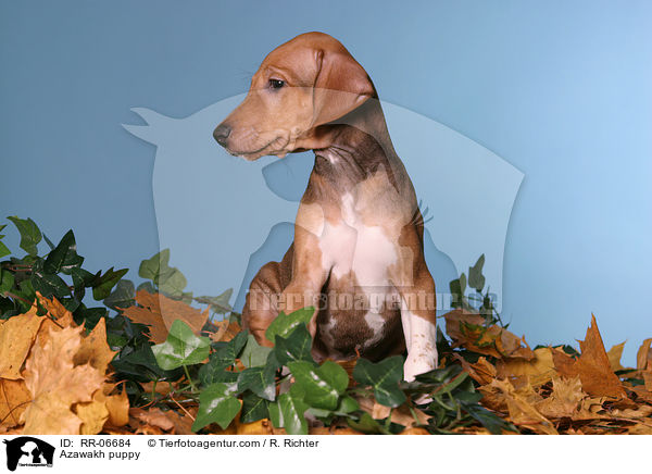 Azawakh Welpe / Azawakh puppy / RR-06684