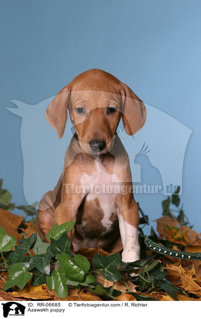 Azawakh Welpe / Azawakh puppy / RR-06685