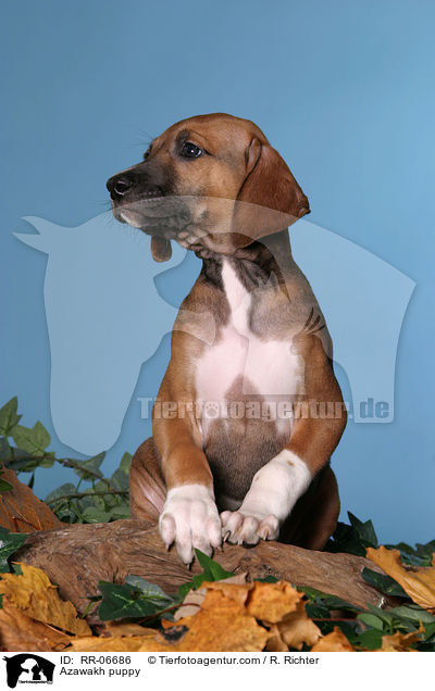 Azawakh Welpe / Azawakh puppy / RR-06686