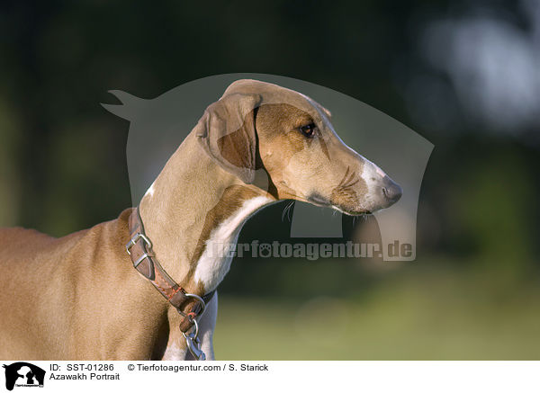 Azawakh Portrait / Azawakh Portrait / SST-01286