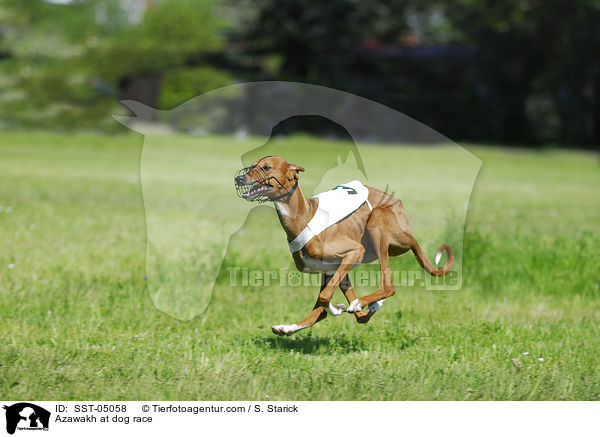 Azawakh beim Hunderennen / Azawakh at dog race / SST-05058