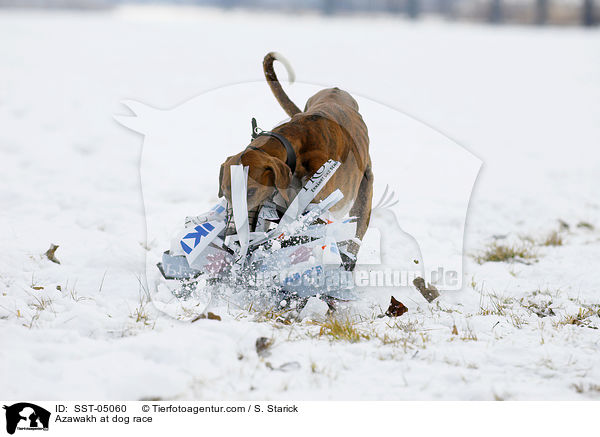 Azawakh at dog race / SST-05060