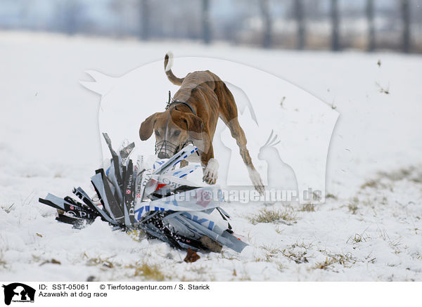 Azawakh at dog race / SST-05061