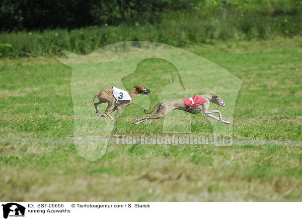 rennende Azawakhs / running Azawakhs / SST-05655