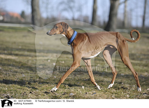 laufender Azawakh / walking Azawakh / SST-07684