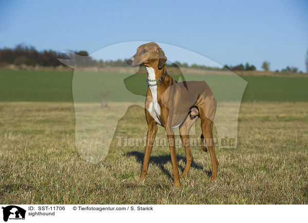 Azawakh / sighthound / SST-11706
