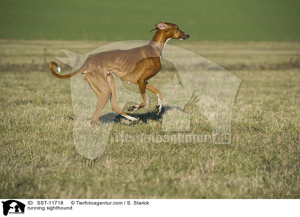 rennender Azawakh / running sighthound / SST-11718