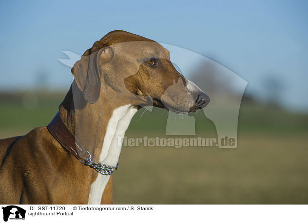 Azawakh Portrait / sighthound Portrait / SST-11720