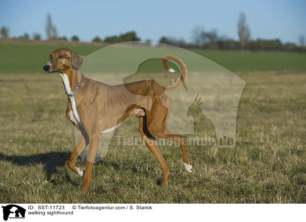 laufender Azawakh / walking sighthound / SST-11723