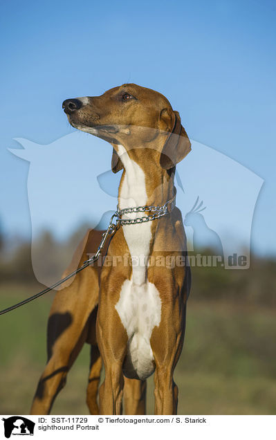 Azawakh Portrait / sighthound Portrait / SST-11729