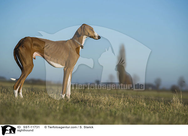 Azawakh / sighthound / SST-11731