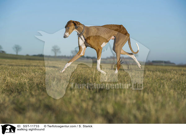 laufender Azawakh / walking sighthound / SST-11733