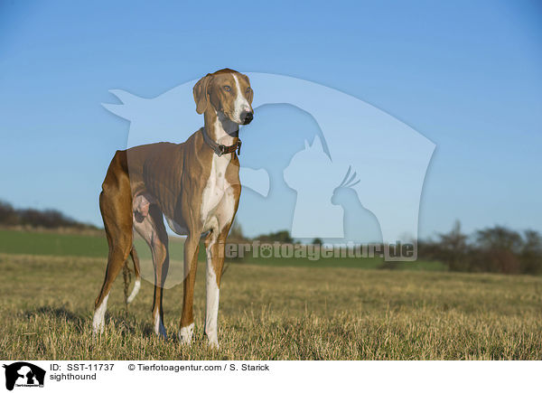Azawakh / sighthound / SST-11737