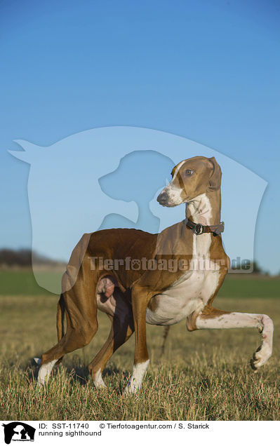 rennender Azawakh / running sighthound / SST-11740
