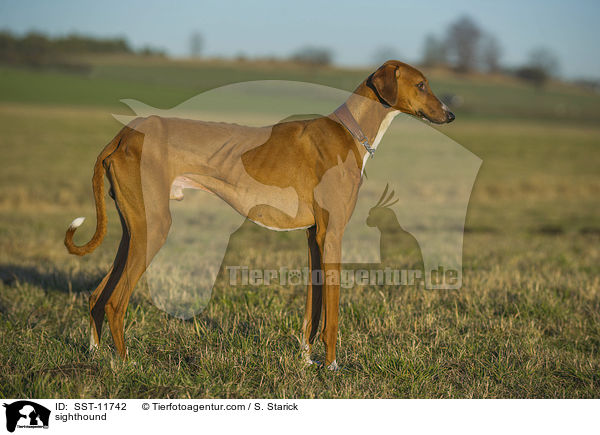 Azawakh / sighthound / SST-11742