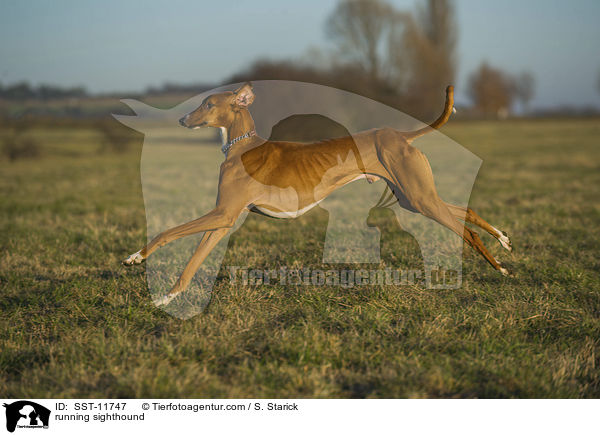 rennender Azawakh / running sighthound / SST-11747